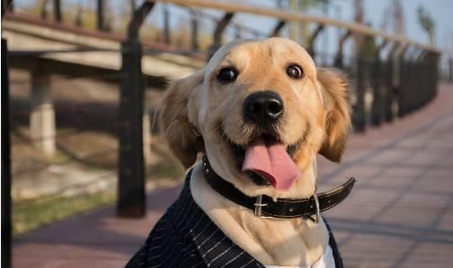 意大利狗狗品种盘点，萌宠必备指南！