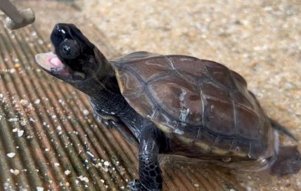 墨龟能一直泡在水里吗?来这看看!