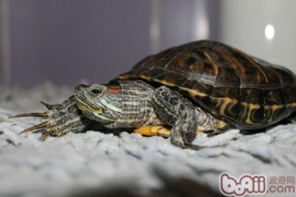 【分享】龟缸生态循环过滤系统的搭建