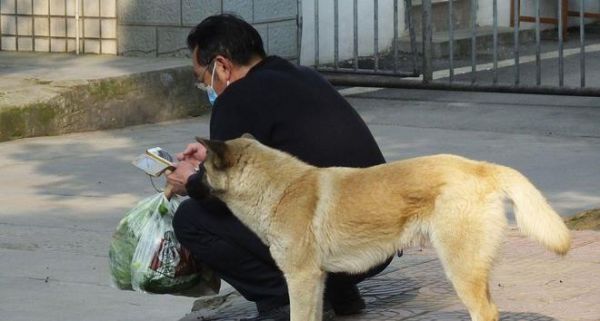 探秘宠物狗咬裤脚的原因和解决方法（探秘宠物狗咬裤脚的原因和解决方法）
