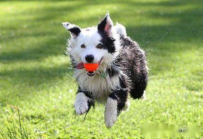 狗狗拉水原因及解决攻略