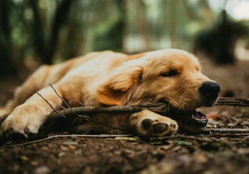 宠物狗恐高怎么解决问题