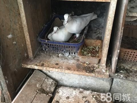 乐清花鸟鱼虫·信鸽