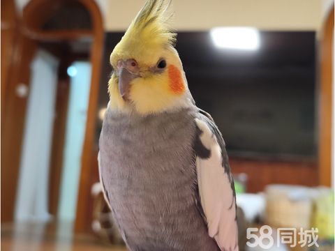 乐清花鸟鱼虫·重金寻鸟