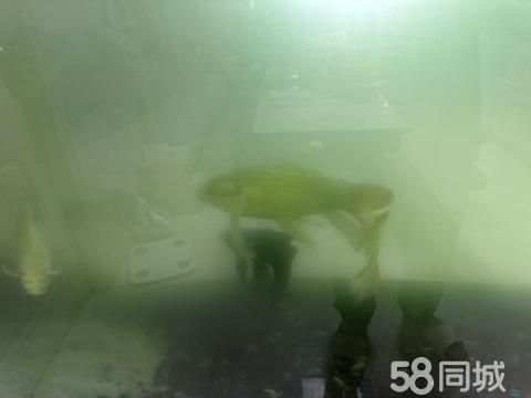 乐清花鸟鱼虫·宠物鱼处理一条黑色蝴蝶鱼、一条大的锦鲤,还小的锦鲤!买过来400多