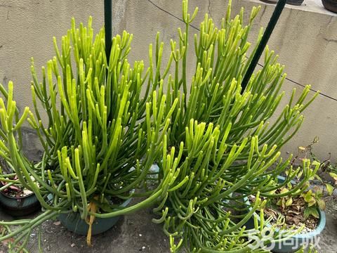 乐清花鸟鱼虫·两颗珊瑚树也叫吸财树