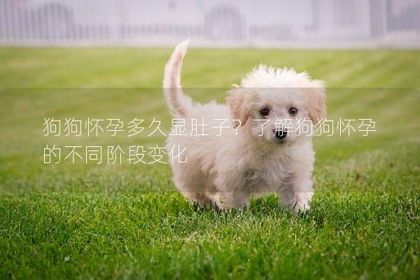狗狗怀孕多久显肚子?了解狗狗怀孕的不同阶段变化