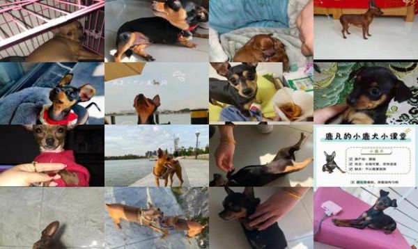 小鹿犬孕期有多长