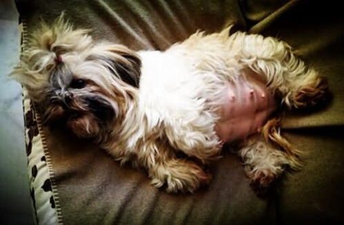 “狗狗怀孕，营养食谱大公开！”