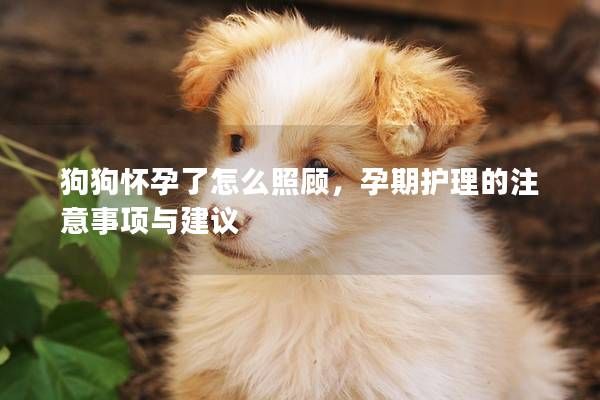 狗狗怀孕了怎么照顾，孕期护理的注意事项与建议