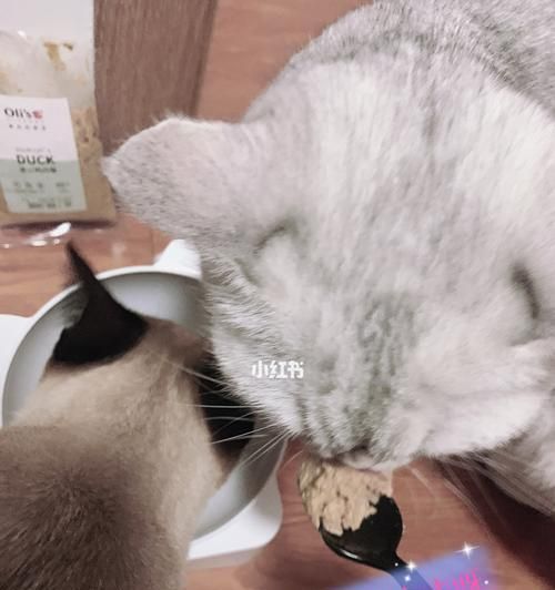 猫咪的三文鱼食谱（宠物饮食必备）