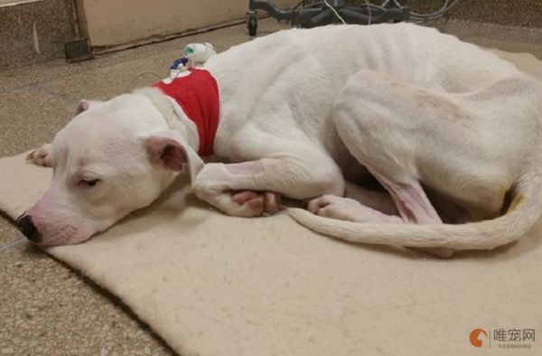 狗狗太瘦吃什么来补 怎么增肥