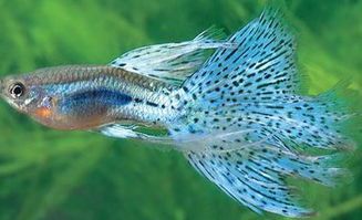 孔雀鱼爱草莓，喂食宜适量。