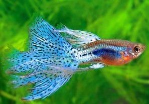 孔雀鱼爱草莓，喂食宜适量。