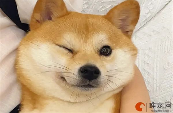 3个月柴犬的食谱