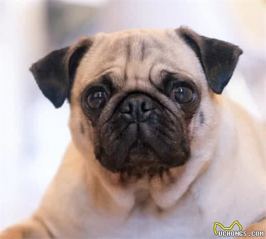 流浪狗看到宠物狗夹着尾巴是在回避什么？和宠主有很大关系