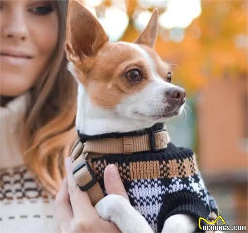 流浪狗看到宠物狗夹着尾巴是在回避什么？和宠主有很大关系