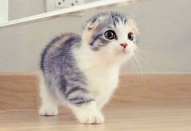 活体宠物托运违法吗_宠物狗活体托运_宠物托运活体运输