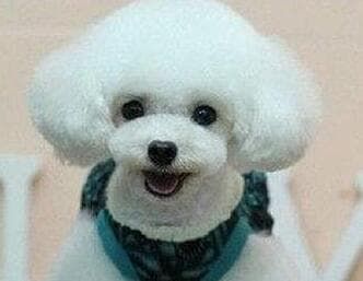 高铁宠物托运试点_宠物托运全国连锁_宠物进客舱服务