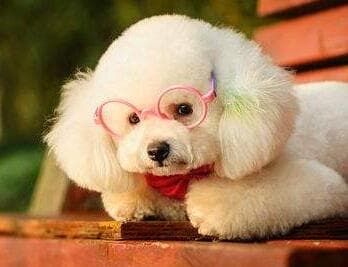 邮寄狗狗快递公司_宠物速运快递查询_宠物运输服务选择