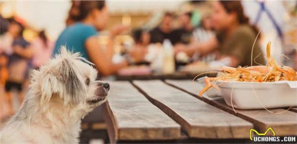 狗狗喂食误区｜这些食物少吃有益，过量伤身