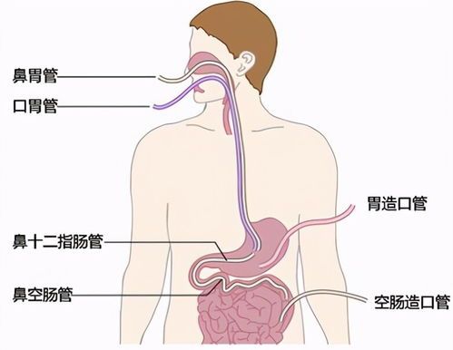 宠物神经炎，营养均衡是关键。