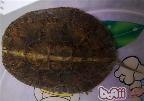 眼斑水龟的生活环境