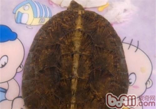 眼斑水龟的饲养要点