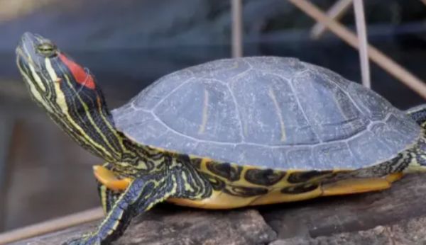 8种适合新手养的龟，价格便宜、易饲养且善于互动，快来挑选你的小伙伴吧！