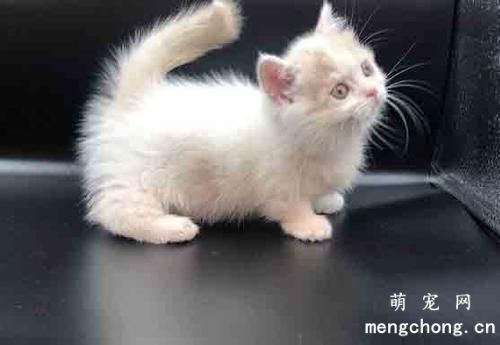 常见的“猫狂犬病” 