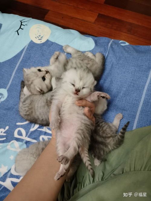 宠物猫矮脚猫仔怎么养