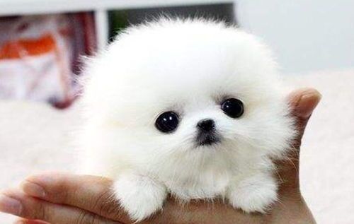 宠物白文鸟寿命大揭秘：长寿秘诀全解析！