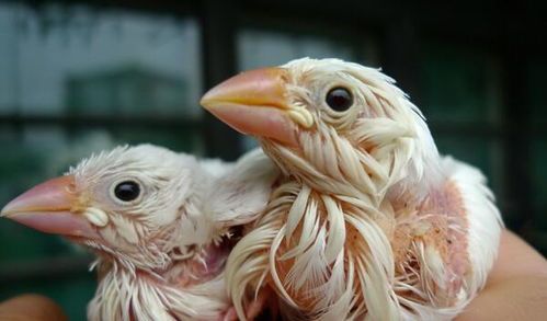 宠物白文鸟寿命大揭秘：长寿秘诀全解析！