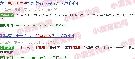 63克的画眉鸟冠军