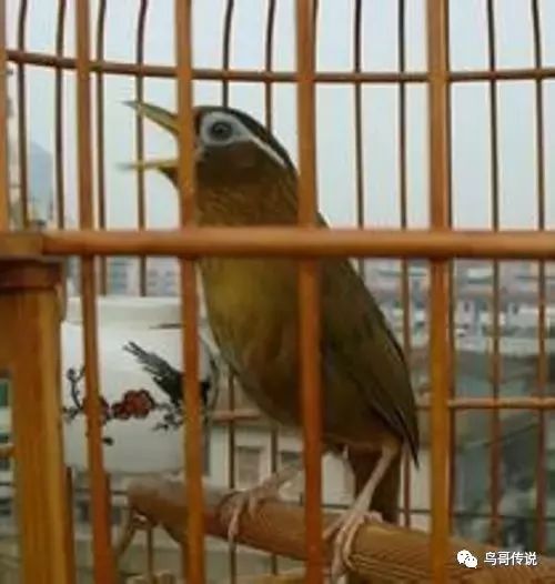 幼鸟画眉训练技巧，宠物驯养必备！