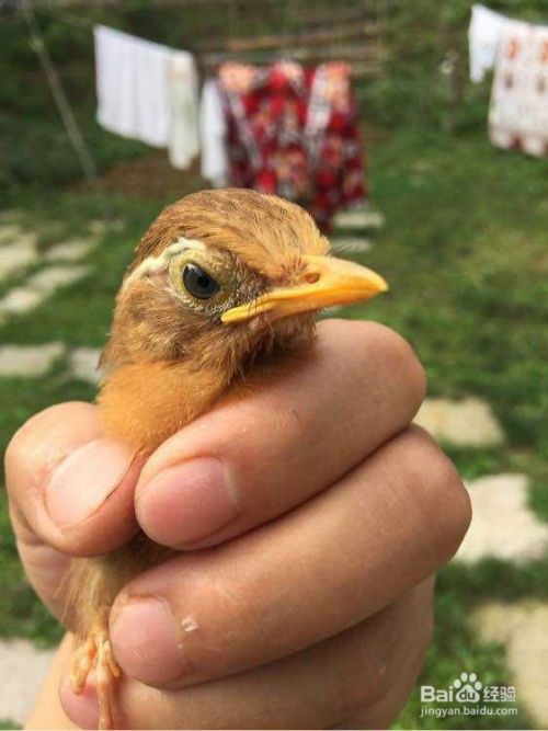 幼鸟画眉训练技巧，宠物驯养必备！