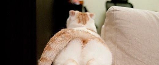 小猫尾椎受伤，怎么办（宠物主人必读）