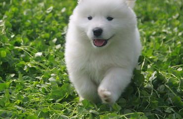 萨摩耶月度成长速览：1-12月完美成长曲线图