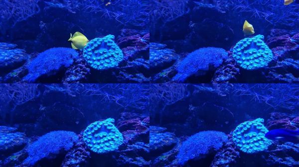 水族馆中的黄斑马鱼。水族馆鱼类