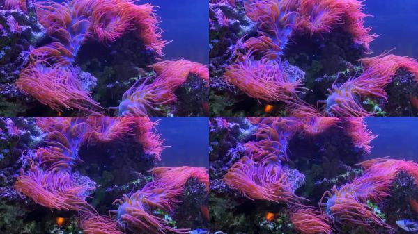 水族馆内海洋鱼类和珊瑚的景观