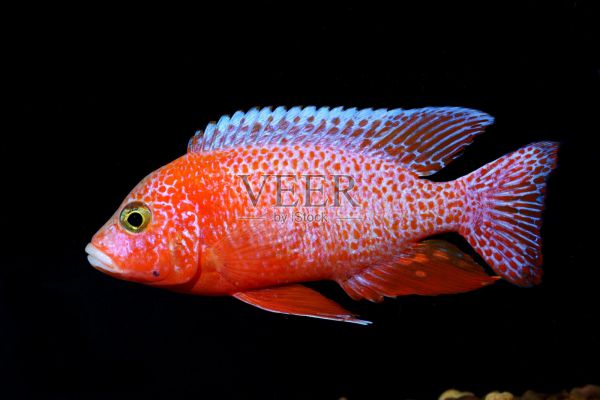 淡水水族馆鱼类照片摄影图片