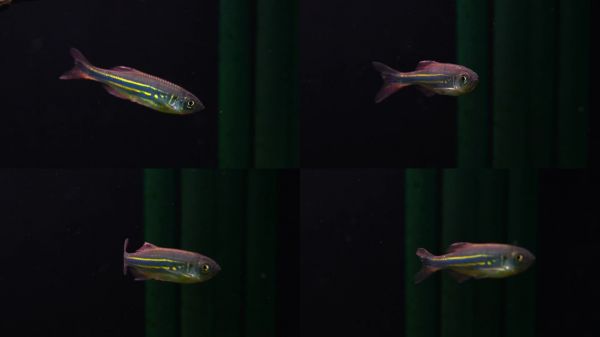 水族馆鱼类金鱼小鱼