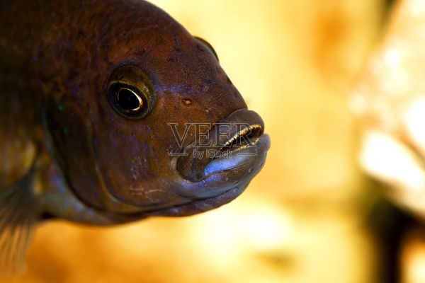 水族馆鱼类特写。嘴中有牙齿的慈鲷捕食者照片摄影图片