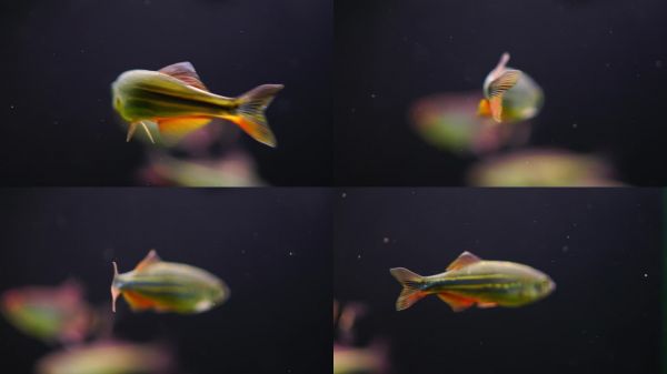 水族馆鱼类鱼缸观赏鱼小鱼儿