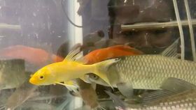 “养鱼成本高？养宠物成本低到哭！”