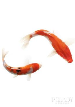 选购昭和锦鲤：如何挑选最优质的宠物鱼？