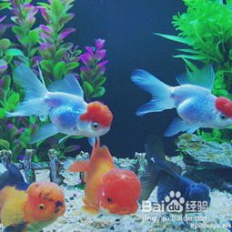 选购昭和锦鲤：如何挑选最优质的宠物鱼？