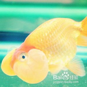 选购昭和锦鲤：如何挑选最优质的宠物鱼？