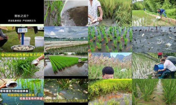 稻田养鱼一亩能养多少鱼