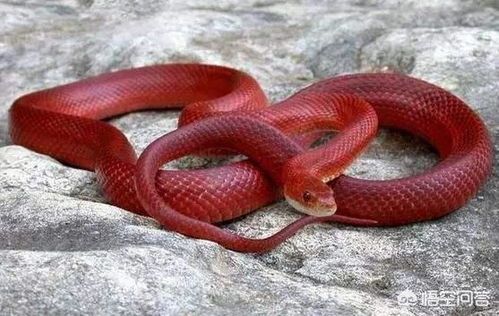 农村常见宠物蛇，红蛇有毒需谨慎。